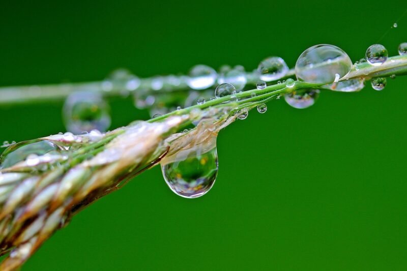 Blade Sharpener Maintenance: Keeping Your Tools in Top Shape