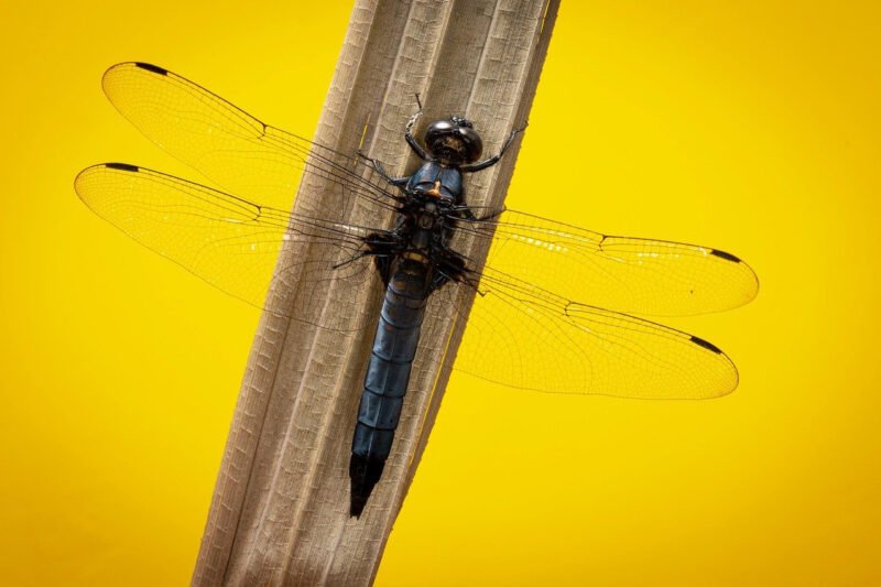 How to Properly Care for Your Gyuto Knife