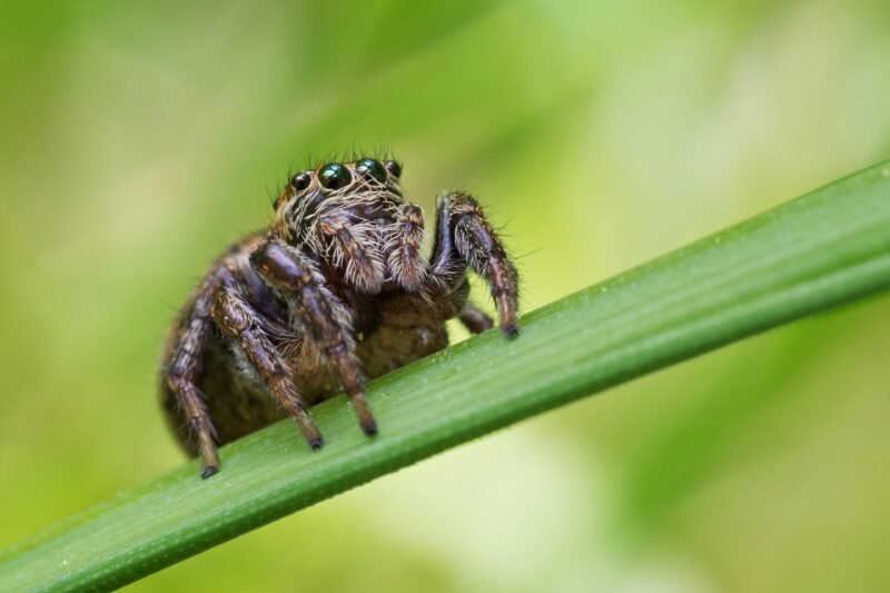 FAQs About Blade Sharpeners: Expert Answers