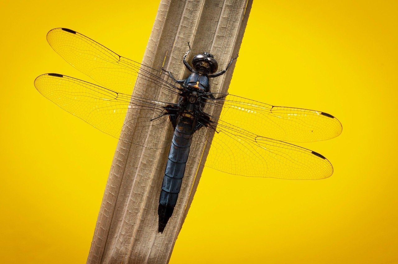 Close-up of knife blade types